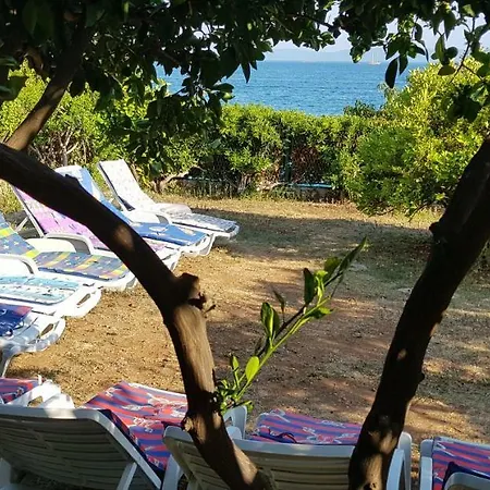 Margarita * Seget Vranjica